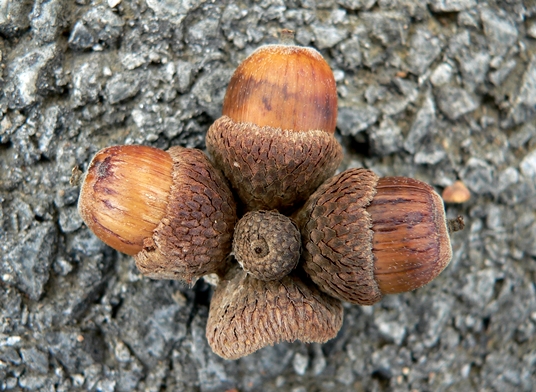 {Quercus stellata}